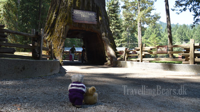 Travelling Bears at the Chandelier in Leggett, California