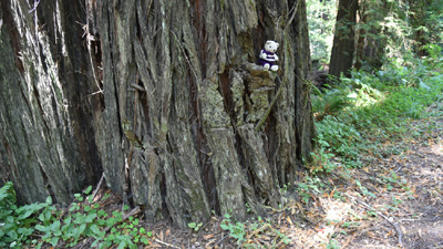 Travelling Bears climbing Sequoia trees, California