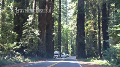 Travelling Bears at the Avenue of the Giants, Philipsville, 
				California