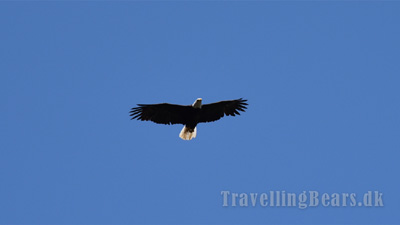 Travelling Bears spotting bald eagles above Highway 299, 
				California