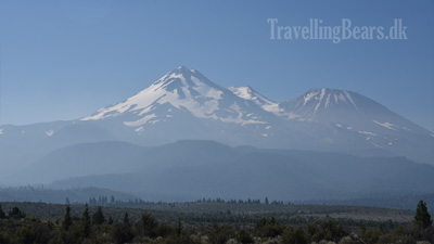 Travelling Bears at the Best Western in Mount Shasta, 
				California