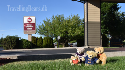 Travelling Bears in Redmond, Oregon